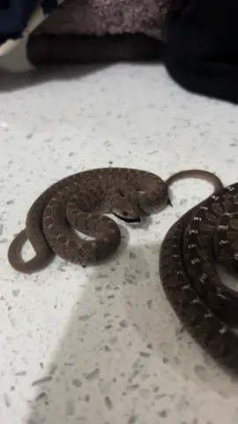 #eggeater #eggeatersnake #nonvenomous #reptiles #reptilelover #reptileloversofortiktok #snakes #snakelovers #southafrica #za #rhombiceggeater #reptilelover #exoticpets #exoticpetlovers 