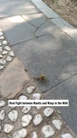 real fight between mantis and wasp in the wild #foryou #insects #longervideos #mantis #wasp 