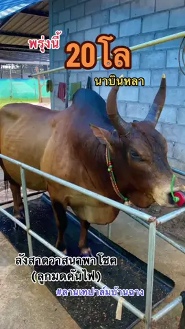 พากันให้รอดอีกครั้งนะ ✌🏻 #ลังสาดวาสนาพาโชค #ลูกมดคันไฟ #นาบินหลาบรรเทิง😎🙏💯 