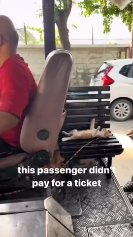 pay the ticket#catsoftiktok 