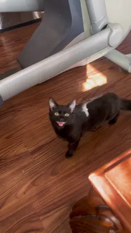 The Possession of Precious the Cat- We arent sure when the demon entered her soul but we now have confirmation that she is possessed. We have tried summoning a priest and calling out the Demon’s name but nothing has worked. If you truly nekieve that we can cast iut this demon let us pray it iut now! Pray with me “OUT CLICKER DEMON OF CATS! WE CAST YOU OUT INTO CLICKER DEMON HELL! Hail Mary Full of Grace AMEN!”#kittens #cats #catsoftiktok #talkingcats #funnycats #babykittens #foster #singinganimals #chittering #possessedcat #catlover #kittensoftiktok #kittensoftiktok #kittenseason #blackcatsoftiktok #blackcats #longhaircats #mainecoon