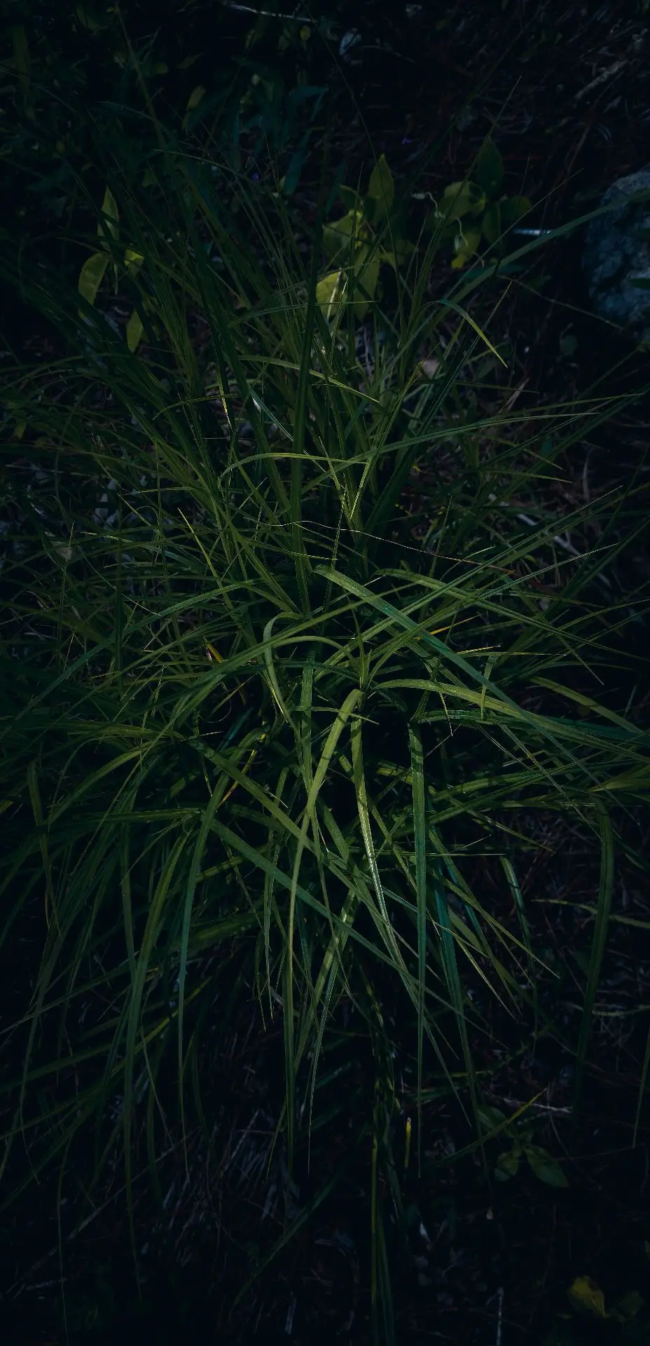 #fotography 🌿 #bosque #fypシ #nature