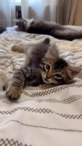 Cute Kitten Meowing 😻🐱 #kitten #meow #kittenlove #cutekitten #meowing #fypシ 