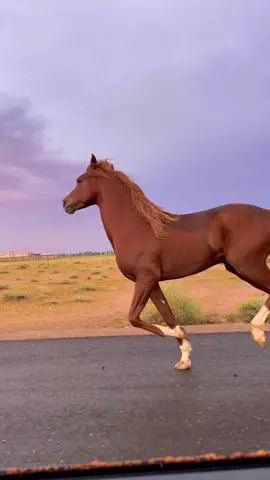 وجدي على اشقر عريق السلاله 😍🤍 #خيل #اشقر #عامر_المنجم #خيل_وخياله🐎 #برق #ليل_العاديات 