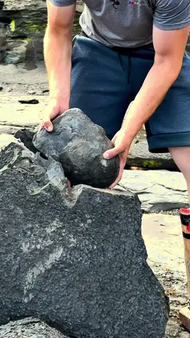 This Hildoceras would have swam the Jurassic coast alongside the Ichthyosaurs, Plesiosaurs, fish and crocodiles! 🐊🐛 It’s around 185 Million Years Old, but some fossils can date back to even much longer ago than this! If you would like a fossil similar to this or to crack open some of your own Jurassic rocks please message us directly or visit our website Yorkshirefossils.NET 🦕🦖 Thanks in advance for supporting the page #natural #nature #fossil #fossils #ancient #animals #art #ammonite #ammonites #dinosaur #scientist  #minerals #paleontology #whitby #geologist #dorset #geology #charmouth #jurassic #yorkshire #fyp 