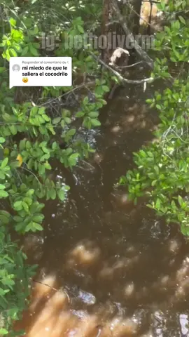 Respuesta a @☾ salio el cocodrilo 🐊😳 #parati #foryou #cocodrilo #laguna #casa #lluvia 