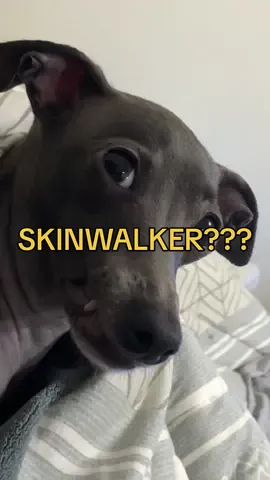 GENTE?????  #foryou #foryoupage #fyp #skinwalker #curiosidades #cachorros #gato 