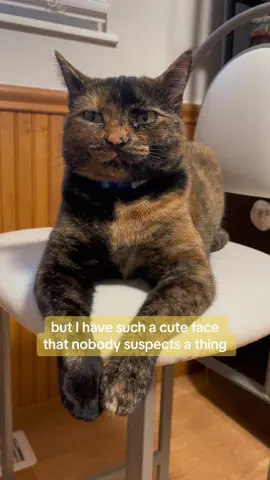 Silly hooman #cuteface #judgyeyes #crabbypatty #sassypants #catitute #tortitude #chubbycheeks #catthoughts