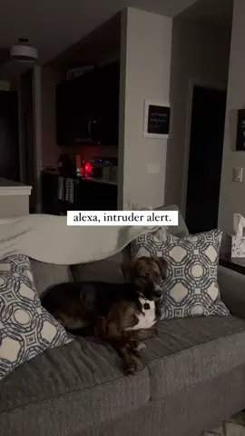 Lincoln is unimpressed.  @Amazon #intruderalert 