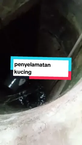 momen greget video seekor kucing hendak diselamatkan  namun si kucing malah berkali-kali jatuh gagal namun akhirnya bisa selamat sc: masrmsofficial #cat #kucinglucu #kucing #kucingtiktok #kucinggemoy #catsoftiktok #cats #catlover #viralvideo #fyp 