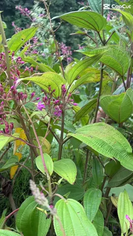 Mùa thu về rồi anh em #muavang #sapa #ladohomestay #homestay 