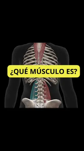 ⚠️Una debilidad en el Psoas Ilíaco, puede provocar aparte de DOLOR LUMBAR, dolor en RODILLA y PIE😳 ⚠️ La debilidad modificará la postura del cuerpo sufriendo compensaciones que llevarán a las lesiones. ⚠️ Comenta 💪🏻si quieres aprender un ejercicio  para fortalecerlo. #psoas #psoasiliaco #especialistasenpie #biomecánica #ejercicio