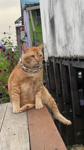 Kakinya nggak nahan 🤣🤣 #kimwoyong #cat #catsoftiktok #fyp #foryou #kucinglucu #kucingoyen 