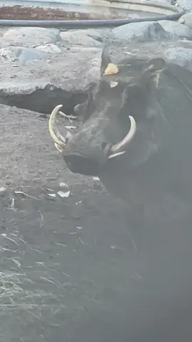 Look at this warthog! 🤩 Wow. These guys look so fierce! Fun fact: theyre vegetarian! #reptilekeeper #motivation #labordayweekend #beautiful #animallovers #wow #beautifulanimals #awesome #warthog #themoreyouknow 