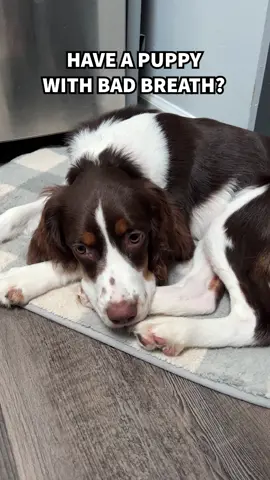 Is your puppy’s breath a little stinky? Your puppy might be teething! According to my vet, that smell is the roots of their baby teeth decaying before they fall out. If you smell bad puppy breath between 2-8 months old, check to see if one of their teeth is loose or bloody and watch to see if they spit out a tooth! Most dogs swallow them, but my pups have spit out 12 teeth so far! #kmrobinsonpups #englishspringerspaniel #puppytip  