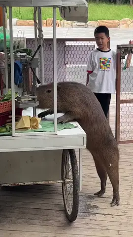 Capybara #capybara #animals #capybaramemes #capybaralove #capybaratiktok 