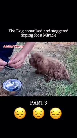Part 3 #rescue #rescuedog #rescueanimals #rescuedogs #dog #dogsoftiktok #dogrescue #dogsrule #animals #animalsoftiktok #animalrescue #straydog #poordog #viralvideo 