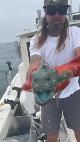 Blue & Brown Lingcod Fish incidentally caught & released on the Friendliest Catch boat, Santa Cruz. #fish #recoverytank #sea #oceanlife #friendliestcatch #crab #tuna #commercialfishing #crabs #fishing #octopus #natgeo #fishcontent #fisherman 