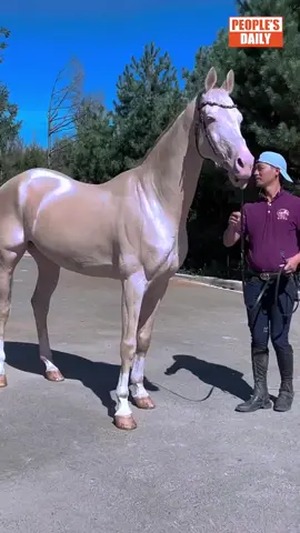 The #Akhal-Teke is a rare horse breed with elegant looks, speed and outstanding endurance. They are often referred to as “golden horses” for their distinctive metallic coats. In #Jilin Province, an akhal-Teke horse has wowed many with its shiny coat and slender build.