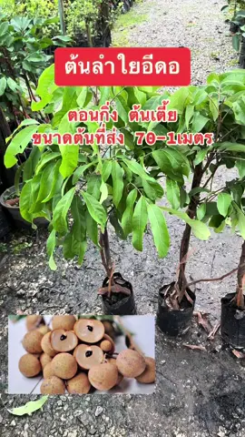 ต้นลำใยอีดอ กิ่งตอน ต้นเตี้ย เมล็ดลีบลูกดอก 1ปีติดผล สนใจสั่งซื้อกดสั่งในตะกร้าได้เลยนะคะ##พืช##พันธุ์ไม้##พันธุ์ไม้ผล##สวน