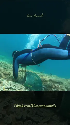 Diving to catch abalone #abalone  #AbaloneDiving  #DiveForAbalone  #UnderwaterFeast  #OceanHunting  #SeaTreasures