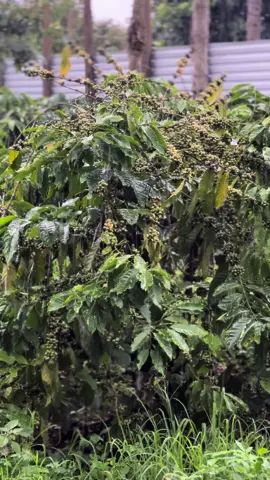 Hôm qua âm u hôm nay lại mưa :)) #phạmhuyyy 