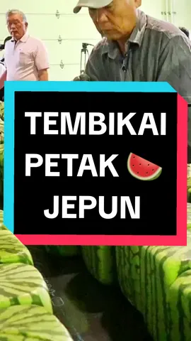 Replying to @user1927156395586 Tembikai petak jepun #squarewatermelon 