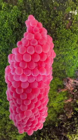 219❤️Apple snail Eggs ASMR #asmr #shorts #reels #Remove #satisfying #snail #applesnail #reel #shorts #relaxing #asmr #eggs 