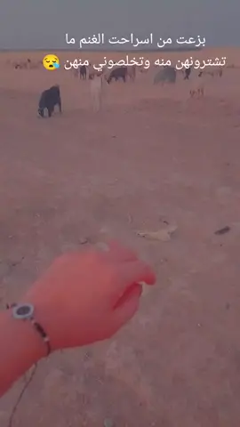 شكم سنه سرحت بل غنم#مريت🔓العسكري 
