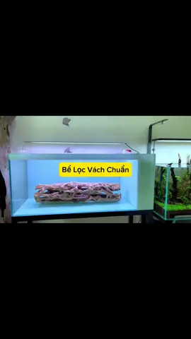 Lọc Vách Chuẩn Nhất sẽ như thế nào ! Chúng ta cũng có thể làm hút đáy cao để trải nền nhé ạ. #beca #pnaquarium #473kimnguu #setup #layout 