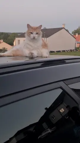 Siberian cat on the roof of the car #SiberianCat  #CarRoof  #FelineAdventure  #FelineCompanion  #FelineExploration  #TravelWithCat  #AnimalAdventure  #ChatOnTheRoad  #HotCarRoof  #ChatDiscoveries  #CuriousCat  #ThickCoat  #Siberia  #RussianCat  #Pet  #ChatEnBlade  #AutomobileAdventure  #ChatCharmeur  #ToitureFéline  #CatAndTravel #TikTok #Foryoupage #Dance #Challenges #Music #Funny #Viral #DIY #Makeup #Cooking #Pets #Fashion #Travel #LifeHacks #Gaming #Comedy #Fitness #Art #4k #Cute #Throwback 