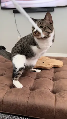 Gooses face at the end lol They have beef with straw wrappers #fyp #pets #animals #PetsOfTikTok #pet 