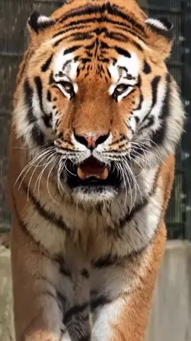 Tiger, Aggressive disposition angry animal