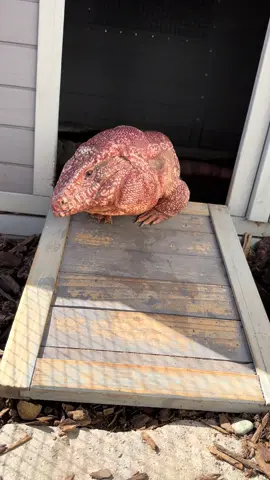 Big Red coming out to bask. #cmcreptiles #reptile #tegu #redtegu #biglizards #amazingreptiles 