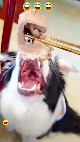 😂🐶 #giaitri #vuinhon #haihuoc #fypシ #dogs #dog #funnydog #chó #funnyvideos #pet #funny #viral #funnyvideo #fyp #dogsoftiktok #pets 