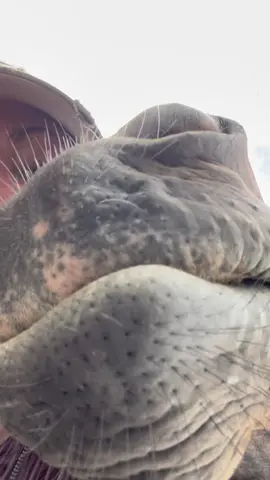 Whos the scary one? #ommnnomnom #trakehnerhorse #trakehnerlove #livinhisbestlife  