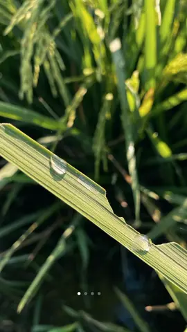 vibes pagi#potografi#viral #sawah #fypシ #dkv #publik #vibespagi 