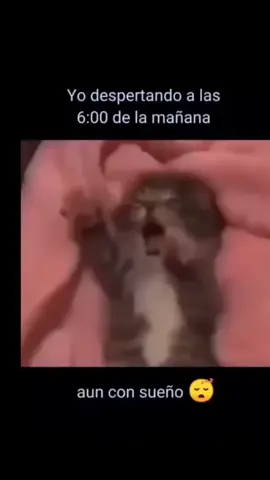 #YoDespertando#6am#gatito#sueño#diario#trabajo