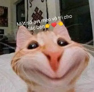 share ảnh avt mèo vô tri nhoo🫶🫶