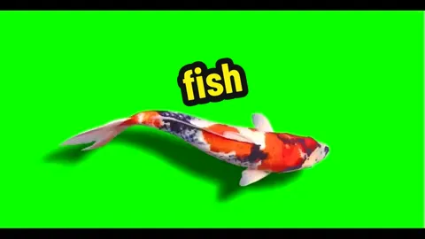 Fish #fish #fishing #greenscreenchallenge #greenscreeneffect #greenscreen #greenscreenvideo #pfy #fyp #foryou 