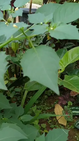 pohon ciplukan | buah ciplukan  #fyp #foryoupage 
