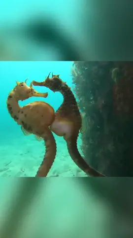 Here is some incredible footage of a female seahorse (left) who is transferring her eggs into the males pouch! 📽️Jules Casey - @onebreathdiver IG