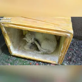 Cat Rescue #catrescue #catrescuer #cat #catsoftiktok #gooddeed  #catrescueroftiktok #catlover