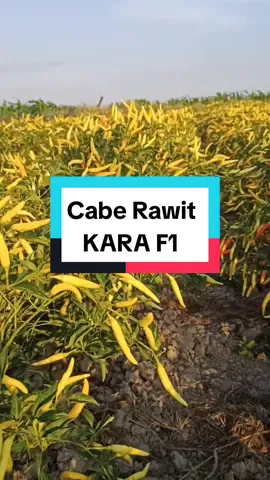 Benih cabe rawit unggul KARA F1  Spesifikasi: Cabai rawit annum Warna buah putih kekuningan Kemudian merah mengkilap, Ukuran 4 x 0,8 cm, Panen 65 - 70 hst. Potensi hasil ±0,8 kg/tanaman, Cocok di dataran rendah – tinggi. #benih #cabe #cabai #caberawit #Cabe Rawit Murah Viral #bintangasia #benihcitraasia #benihcabe #benihcaberawit #benihcabemurah #benihcabeunggul #cabaiunggul 
