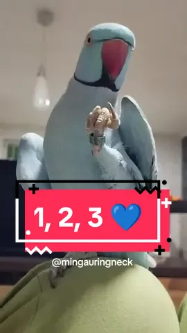 #mingau #ringneckmingau #ringneckfalando #AnimaisNoTikTok #ringneckazul #passarofalante #mingauringneck #ringneckparrot #nenemmingau 