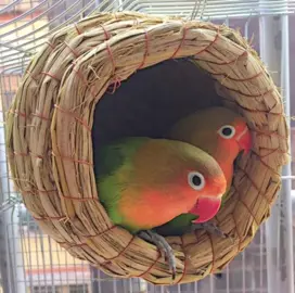 1pc Natural Handmade Straw Bird Nest Pigeon House Parrot Nest Warm Pet Bedroom Courtyard Small Animal Bird Cages Bird Supplies #foryourpage #fyp #fyponly 