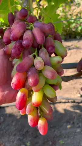 Манікюр Фінгер #магіявинограду #виноград #grape #саджанцівинограду #всепровиноград 