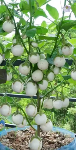Grow egg  eggplants