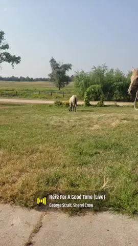 #nebraska #horses #horsesoftiktok #cowboy #ranch #ranchlife #funny #funnyvideos #frenchbulldog #frenchie #fyp #foryoupage 