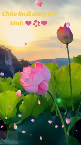 #Hue #chaobuoisang #thu7 #binhan #bannhachay #hoasen 